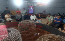 Triệt phá tụ điểm đánh bạc dưới hình thức đá gà