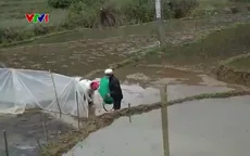 Phòng chống rét đậm, rét hại cho cây trồng, vật nuôi