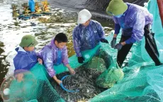 Tín hiệu khởi sắc của ngành tôm