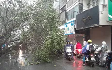 Hà Nội: Cây đa lớn trên phố Bạch Mai đổ chắn ngang đường giờ cao điểm