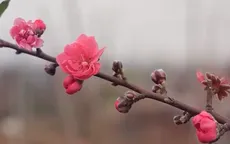 Nhà vườn hối hả "hồi sinh" đào chờ mùa Tết mới