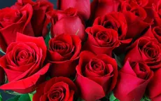 Ecuador lập kỷ lục xuất khẩu hoa dịp Valentine