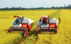 Nâng cao chất lượng, thương hiệu của hạt gạo Việt Nam