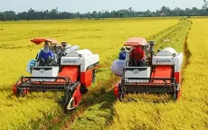 Giá lúa tại ĐBSCL tăng so với trước Tết