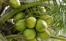 Xuất khẩu dừa lần đầu vượt tỷ USD