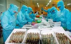 Tôm Việt chuyển hướng, xuất nhiều nhất sang Trung Quốc