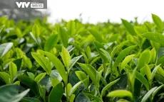 Việt Nam là thị trường cung cấp chè xanh lớn thứ 7 cho Hoa Kỳ