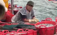 Nghịch lý ngư dân không vui khi được mùa cá cơm