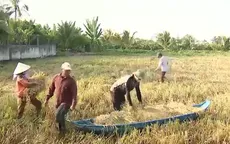 Cao điểm thu hoạch lúa đông xuân, nông dân thiệt hại vì nhiều diện tích lúa ngã đổ