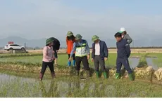 Điện Biên: Canh tác lúa bền vững – Giảm phát thải, tăng thu nhập