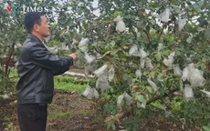 Hà Nội: Nông dân huyện Hoài Đức “cứu” hoa màu bởi thời tiết mưa phùn giá rét kéo dài