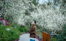 Du xuân ngắm hoa mận, ruộng bậc thang ở Mù Cang Chải
