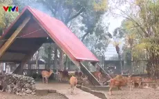 Giữ ấm cho động vật tại vườn thú Hà Nội những ngày giá rét