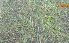 Ngập úng kéo dài ở vùng trồng lúa