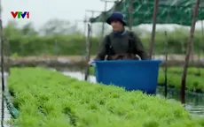 Bảo vệ mội trường bằng thực vật chịu mặn