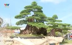 Cây keo hơn trăm tuổi ở Trà Vinh lập 2 kỷ lục