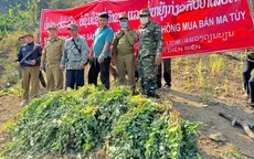 Phá hơn 67 ha cây thuốc phiện sát biên giới Việt Nam