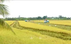 Đường dài cho lúa gạo