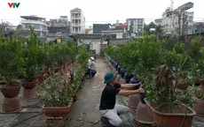 Hà Nội: Rộn ràng không khí lao động đầu xuân tại vườn quất Tứ Liên