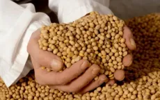 Trung Quốc đình chỉ nhập khẩu đậu nành Mỹ