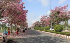 Sóc Trăng lần đầu tổ chức tuần lễ hoa kèn hồng