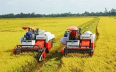 Sẽ rà soát điều kiện kinh doanh lúa gạo