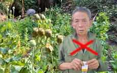 Phát hiện người đàn ông trồng 547 cây thuốc phiện ở Lai Châu