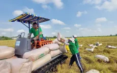 Đảm bảo cân đối cung cầu lúa gạo trước diễn biến thị trường