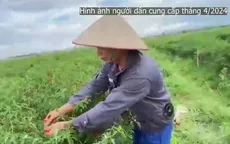 Hàng nghìn nông dân bị nợ tiền trồng ớt thoát nghèo