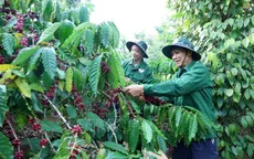 'Tri thức trồng và chế biến cà phê Đắk Lắk' trở thành di sản văn hóa phi vật thể quốc gia