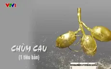 Hải Phòng đón nhận bảo vật quốc gia “Bộ kim phẩm Đền Nghè”