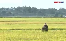 Bắt đầu hạn hán cục bộ ở Tây Nguyên