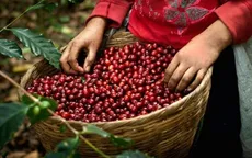 Giá cà phê tăng mạnh
