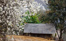Bình yên mùa hoa sơn tra ở bản Nậm Nghiệp, Sơn La