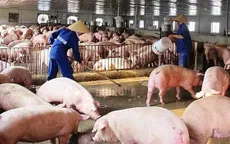 Giá lợn hơi đồng loạt quay đầu giảm