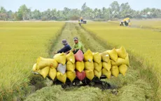 Đẩy mạnh cho vay thu mua tạm trữ lúa gạo