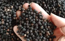 Giá tiêu lập kỷ lục 8 năm
