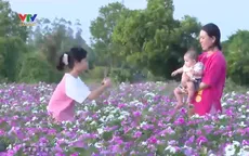 Cánh đồng dừa cạn mang giá trị cho đời
