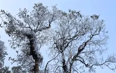 Băng giá hiếm gặp giữa tháng 3 ở vùng núi Lào Cai, Yên Bái