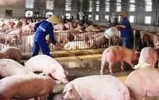 Giá lợn hơi đồng loạt giảm