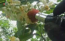 Bưởi Phúc Trạch – Đặc sản huyện miền núi Hương Khê vào mùa thụ phấn