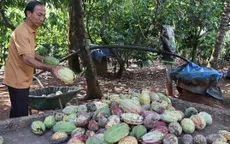 Giá ca cao tăng kỷ lục