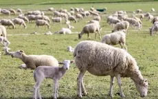 Anh lần đầu tiên phát hiện cúm gia cầm H5N1 ở cừu