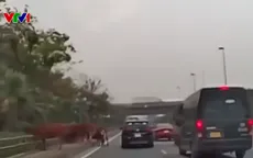 Nguy hiểm khi chăn thả gia súc trên tuyến đường cho phép tốc độ lên đến 90km/h