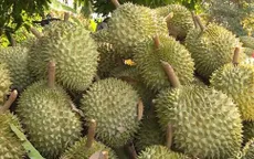 Làm gì để "chặn đà" sụt giảm xuất khẩu trái cây?