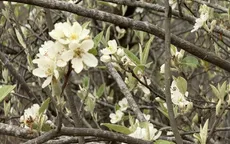 Những ngày nên tránh trong tháng 3 âm lịch