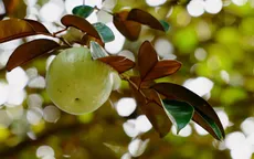 Loại trái cây đặc sản ở Khánh Hoà đang dần mai một