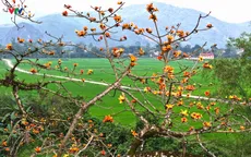 Chiêm ngưỡng cây gạo hàng trăm năm tuổi ở Quảng Bình