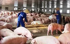 Giá lợn hơi giảm mạnh