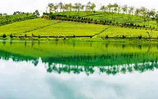 Hành trình của những búp trà xanh Bảo Lộc